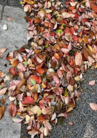 窗边的橘子(青梅竹马h)